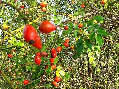 Heckenrose Hagebutten